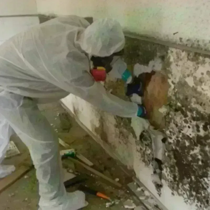 Mold Remediation and Removal in Mount Penn, PA